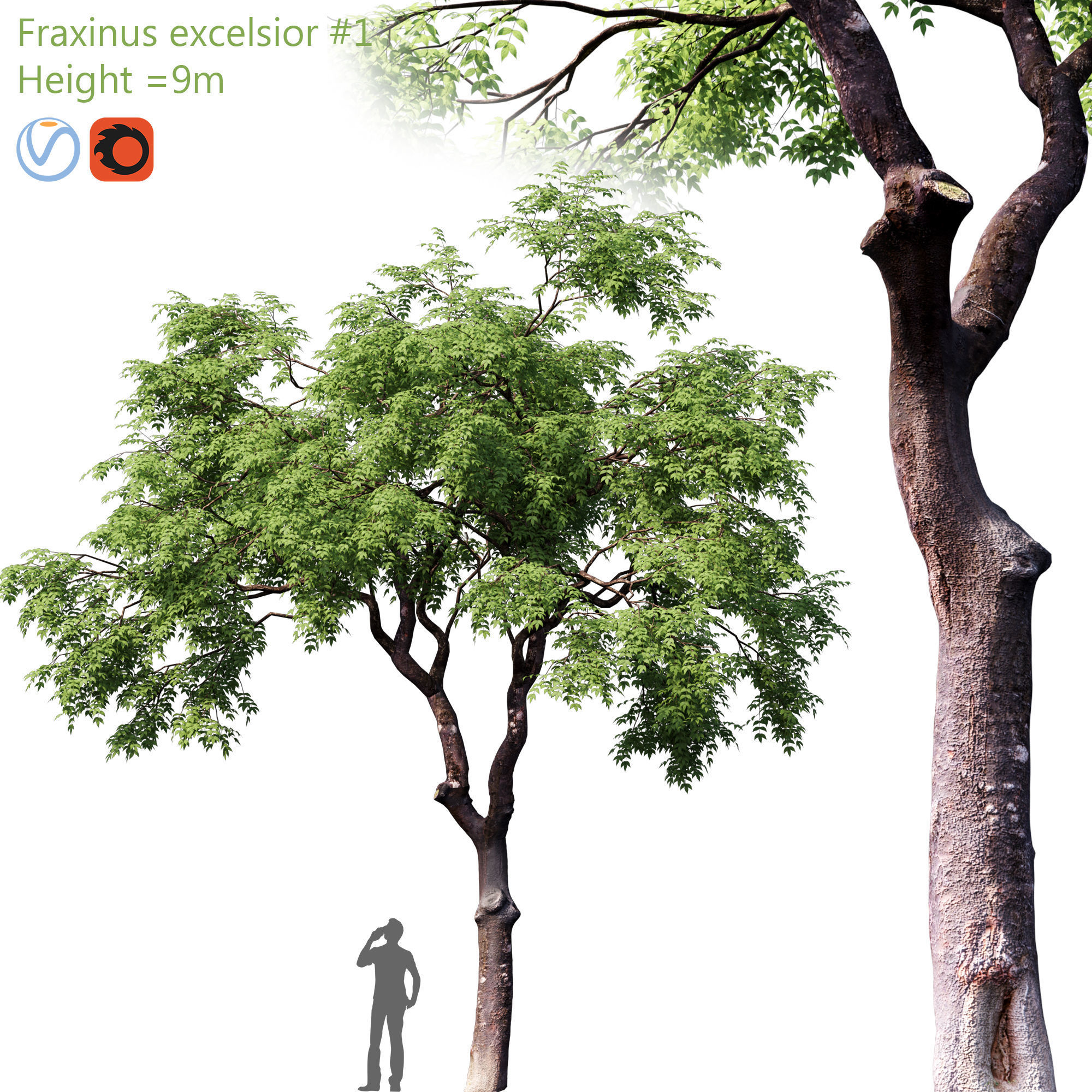 Fraxinus excelsior 01