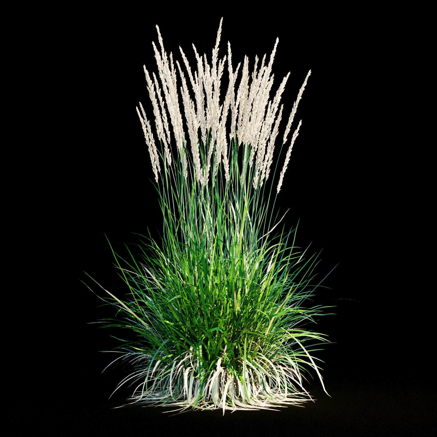 Feather reed grass 3D model CGTrader