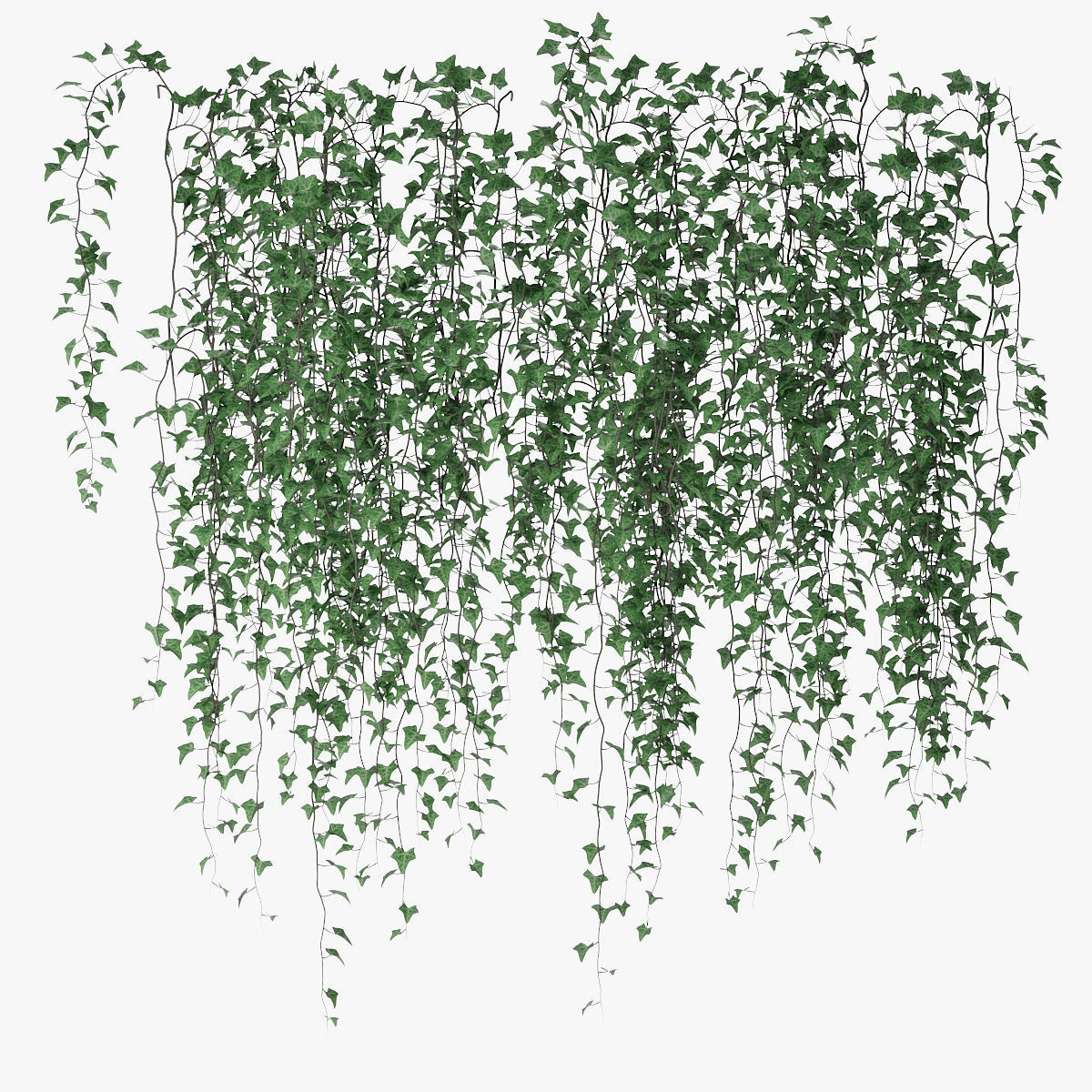 Ivy wall 07