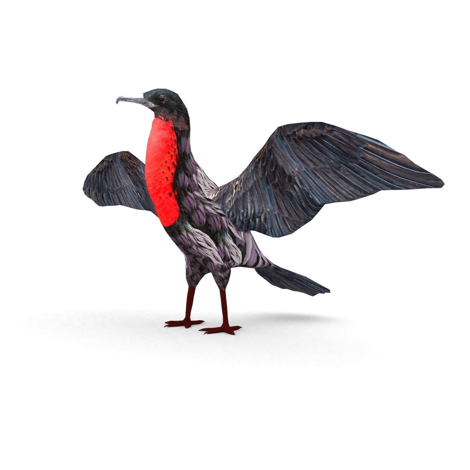 Magnificent frigatebird Fregata magnificens 3D model