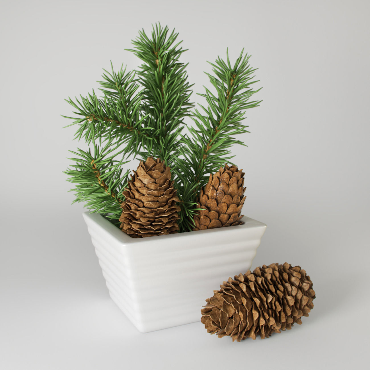 Christmas fir branches and cones