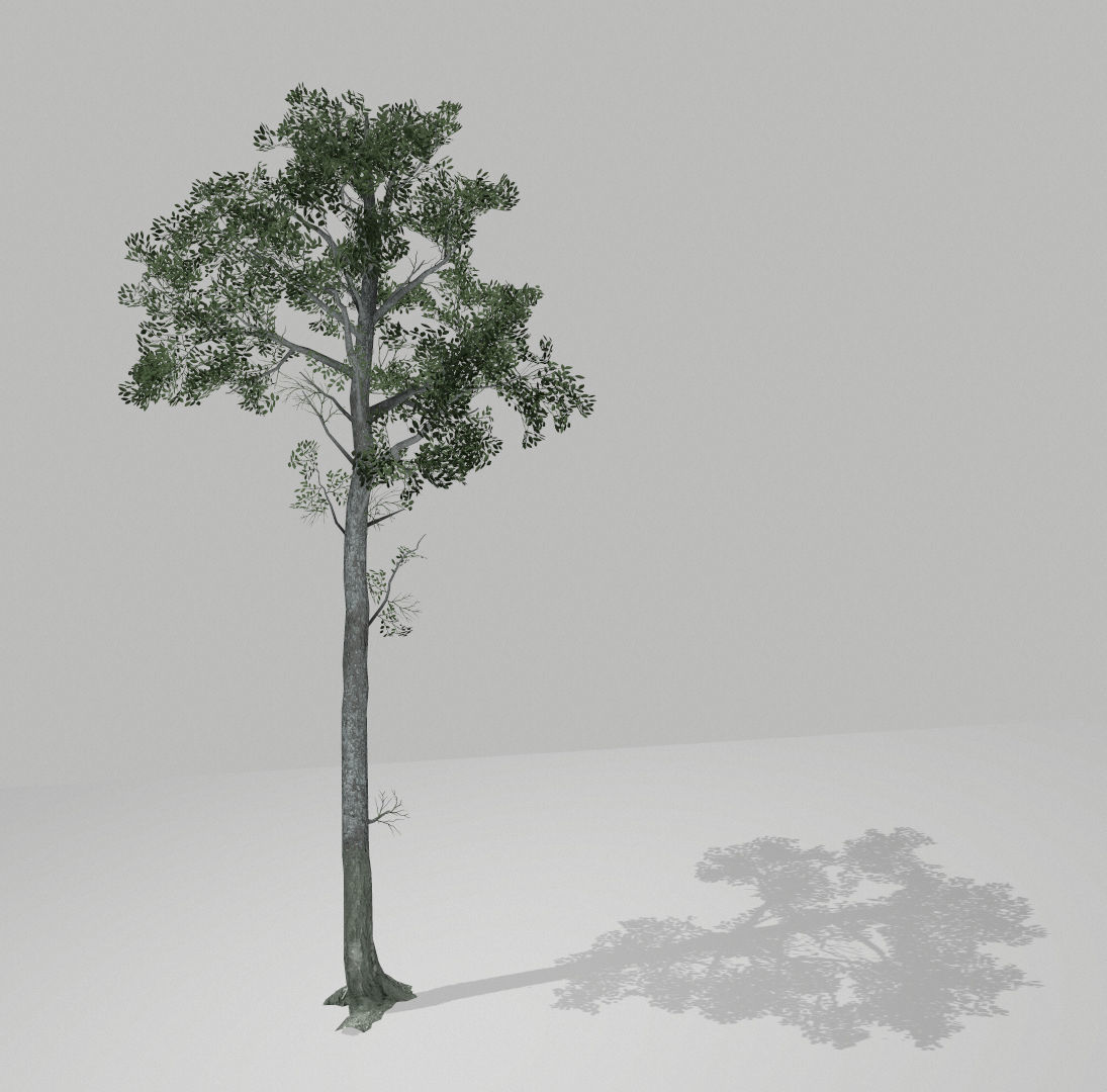 Tall tree