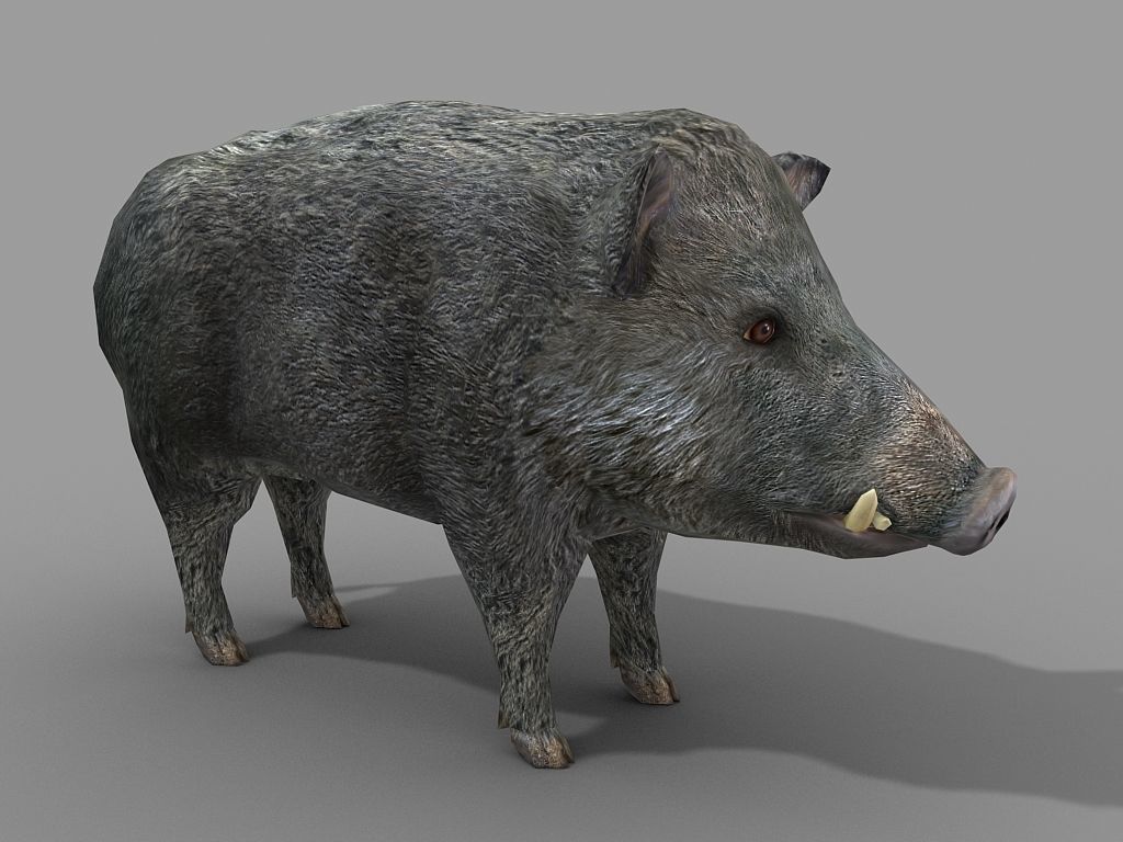 Wild Boar