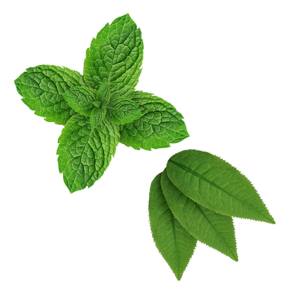 Mint leaves