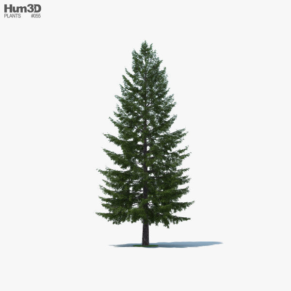 Douglas Fir