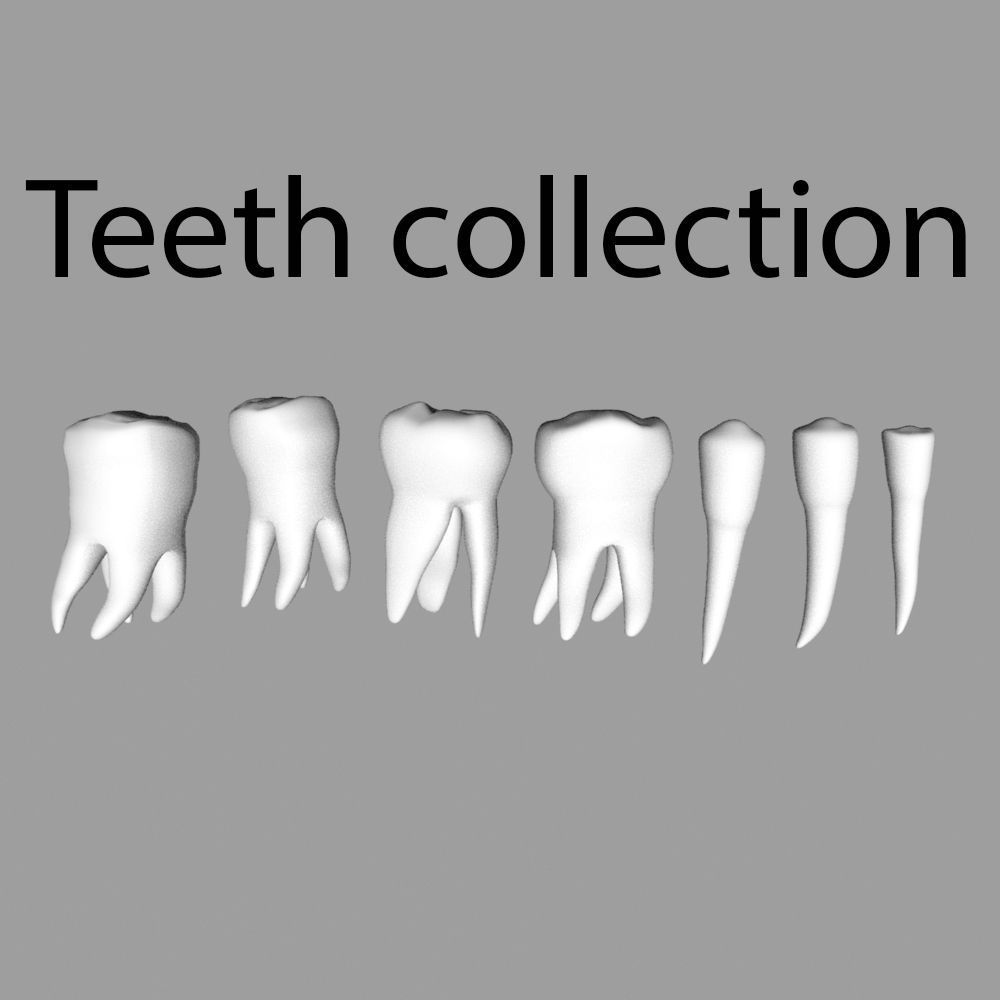  Set of teeth of the lateral and front 3D model