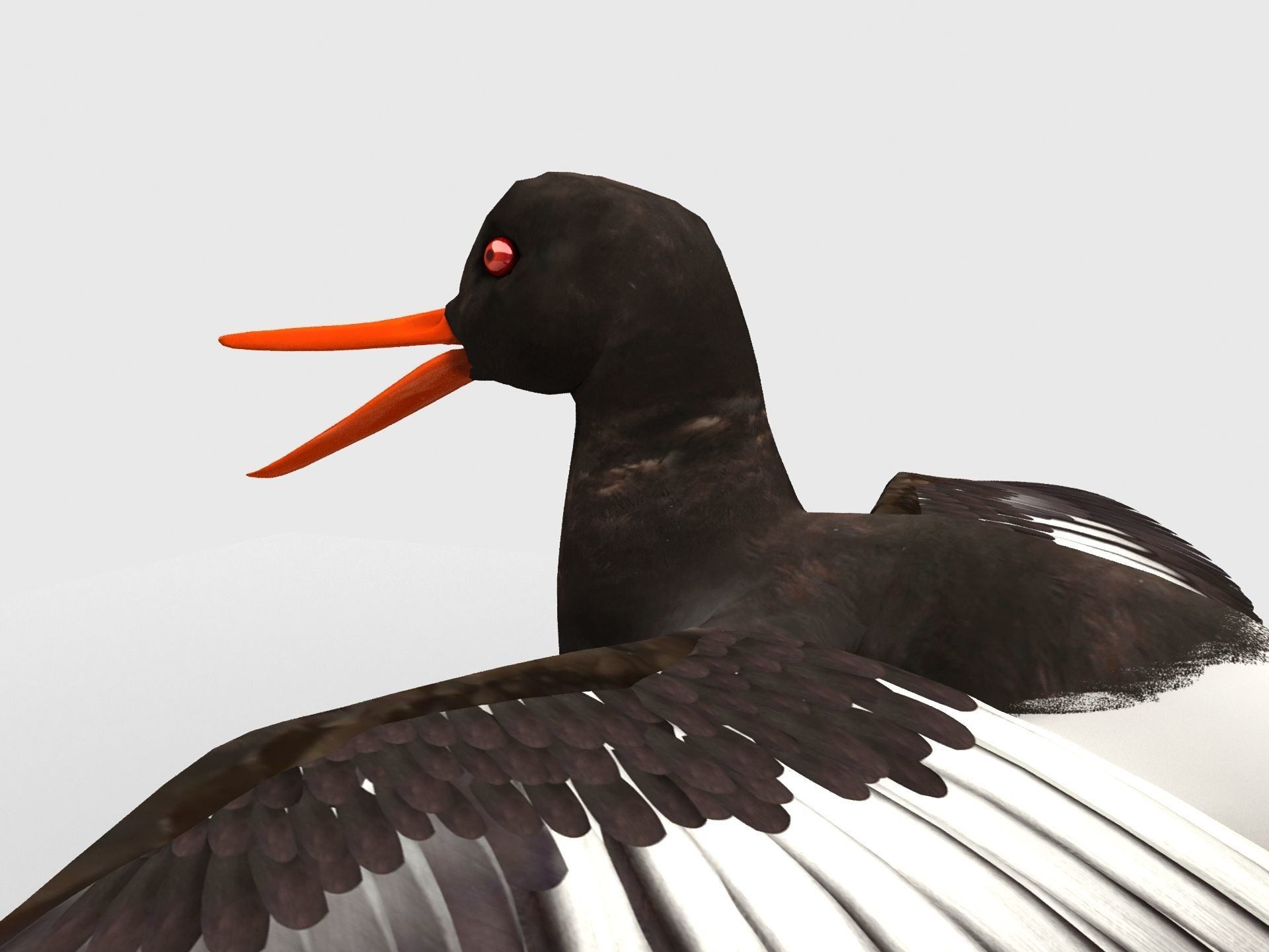 3D model Oyster Catcher Oystercatcher VR / AR / lowpoly CGTrader
