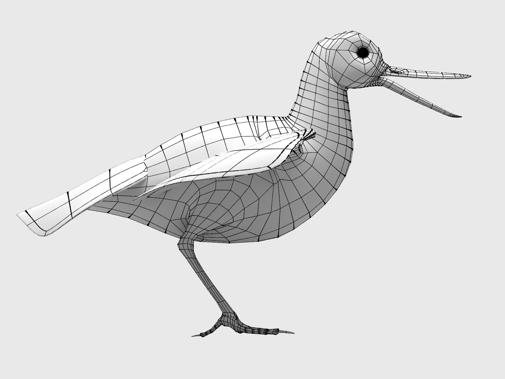 3D model Oyster Catcher Oystercatcher VR / AR / lowpoly CGTrader