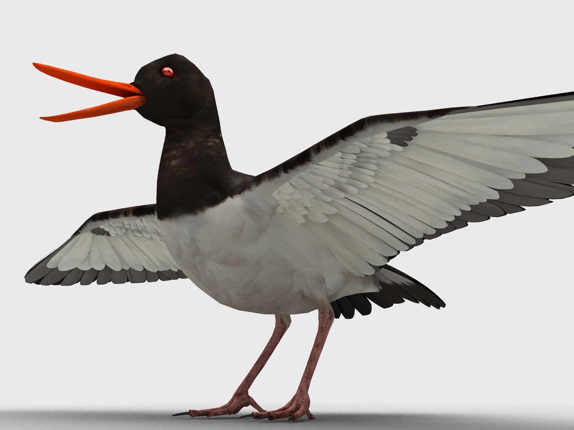 3D model Oyster Catcher Oystercatcher VR / AR / lowpoly CGTrader