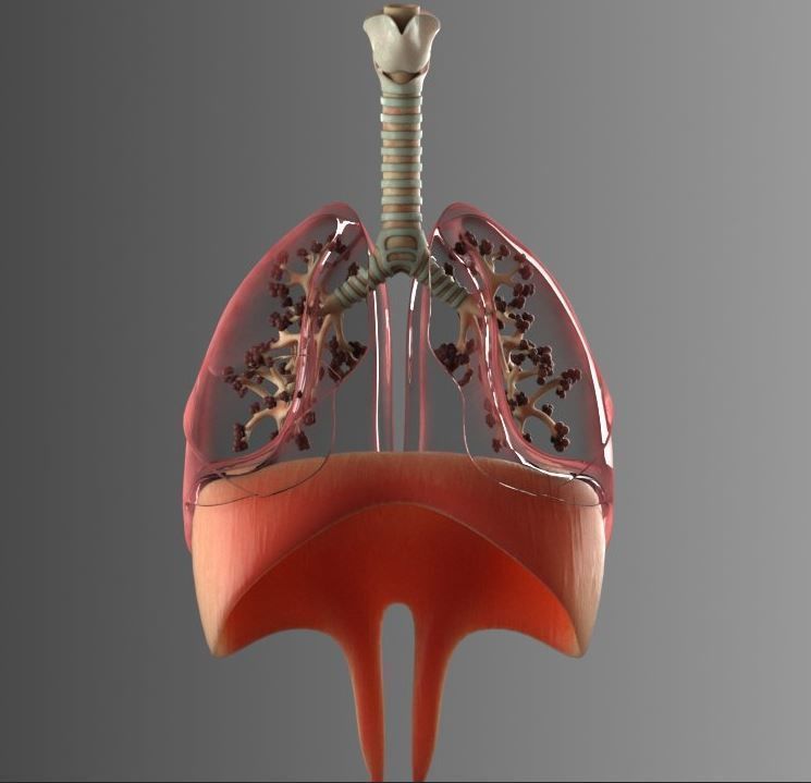 Lungs Animated