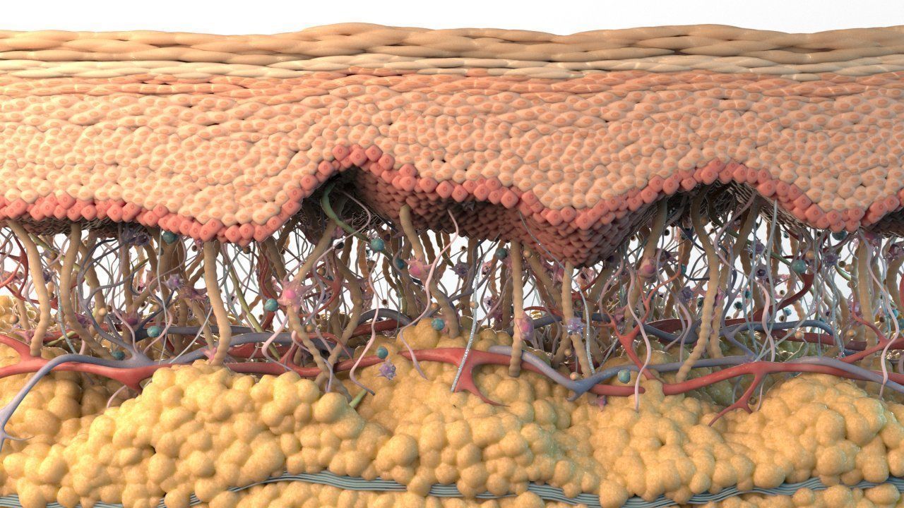 Skin Cross Section 3D model | CGTrader