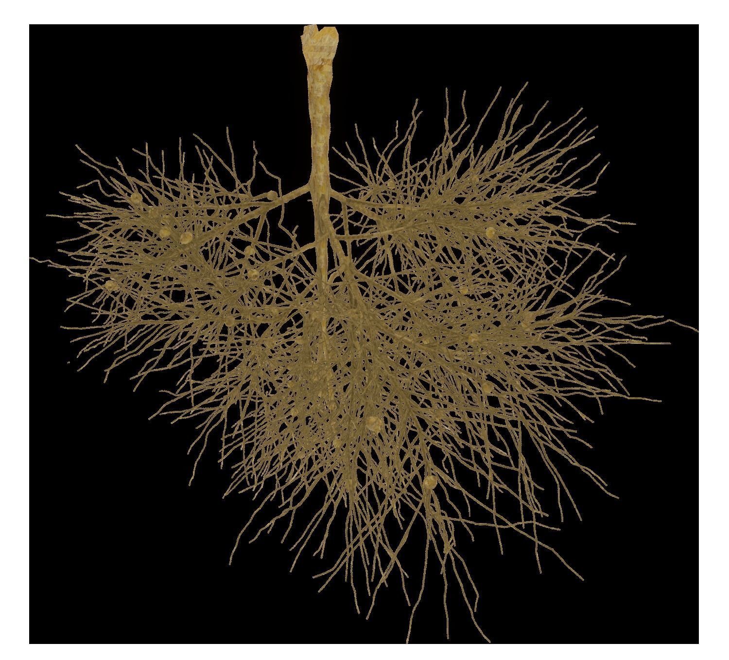 Root Plant with Nodules WITH Octane Render