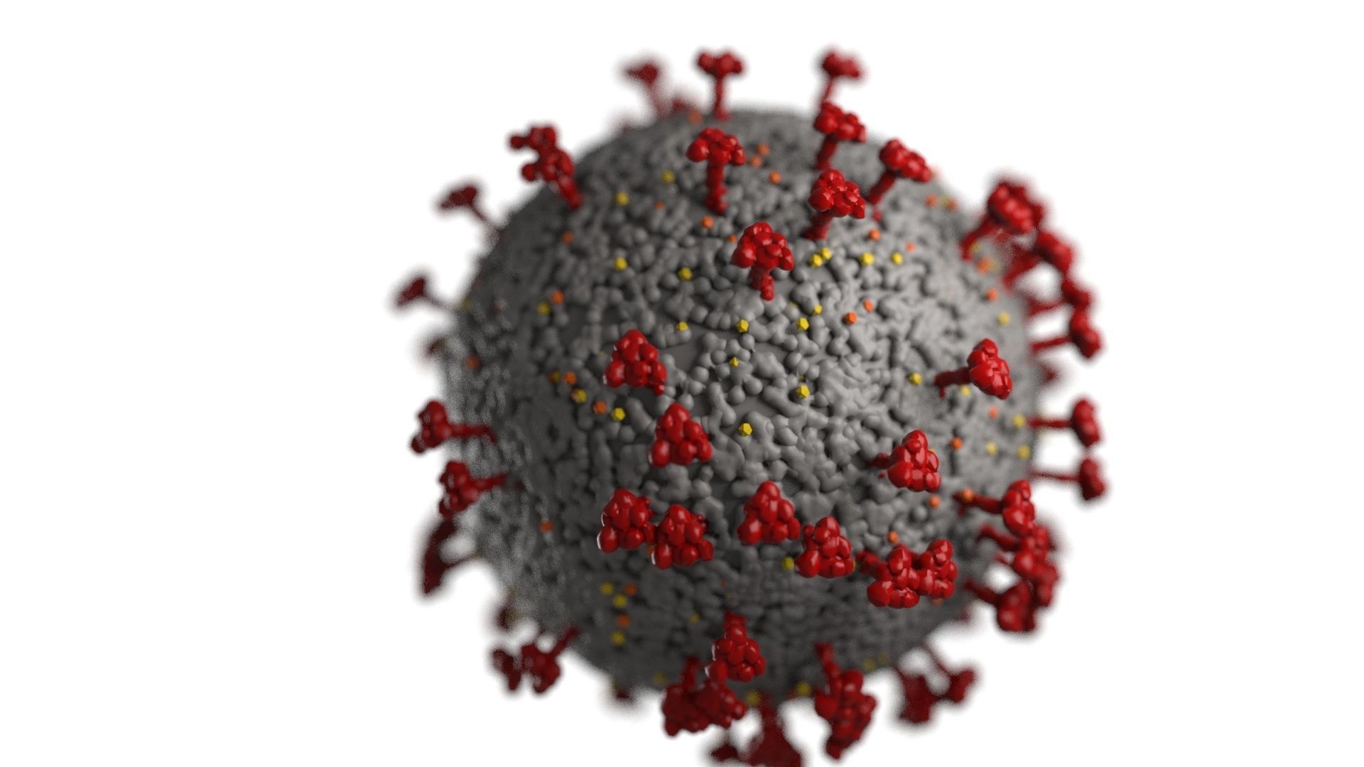 Coronavirus covid 19