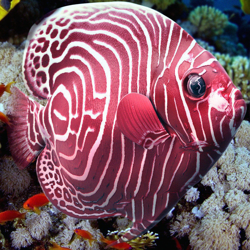 Angelfish Red