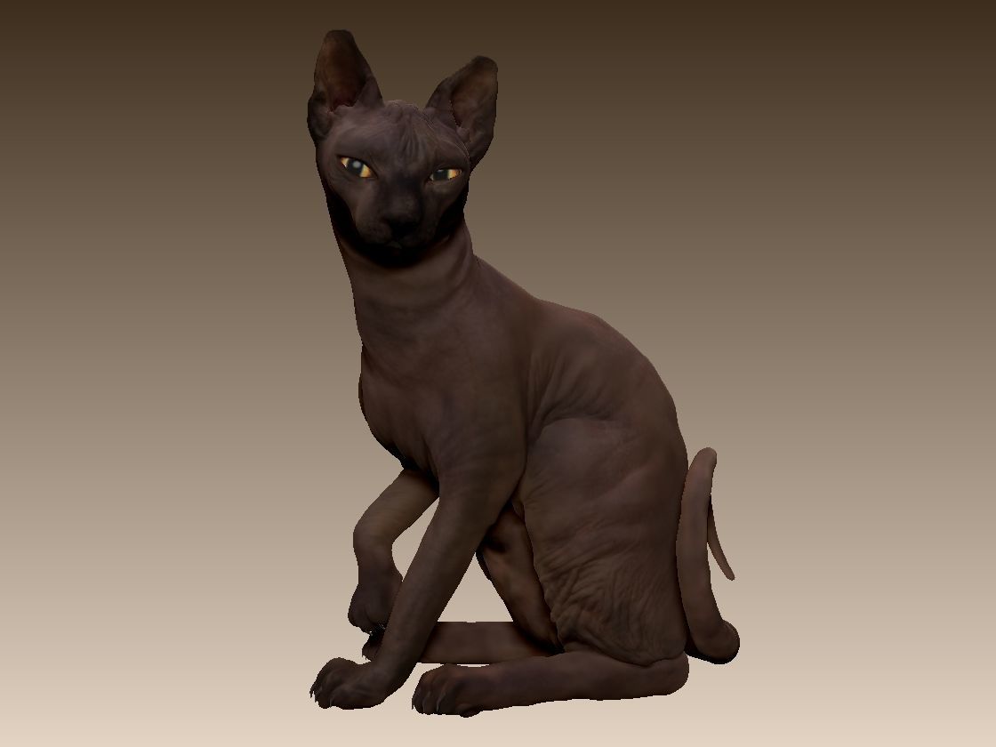 Sphinx cat
