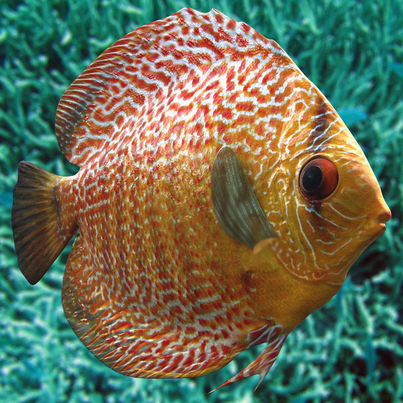 Discus Fish