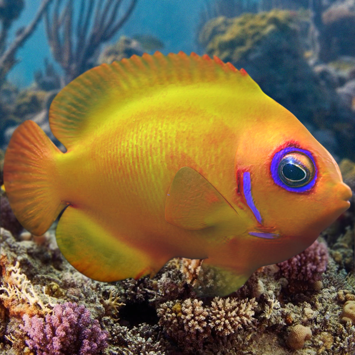 Lemon fish