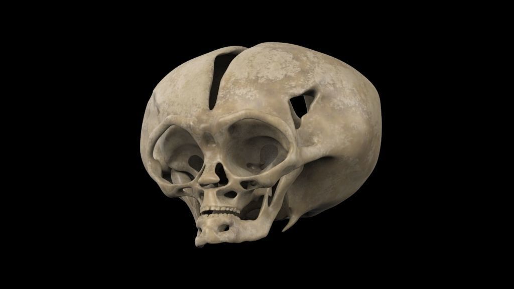 Alien skull