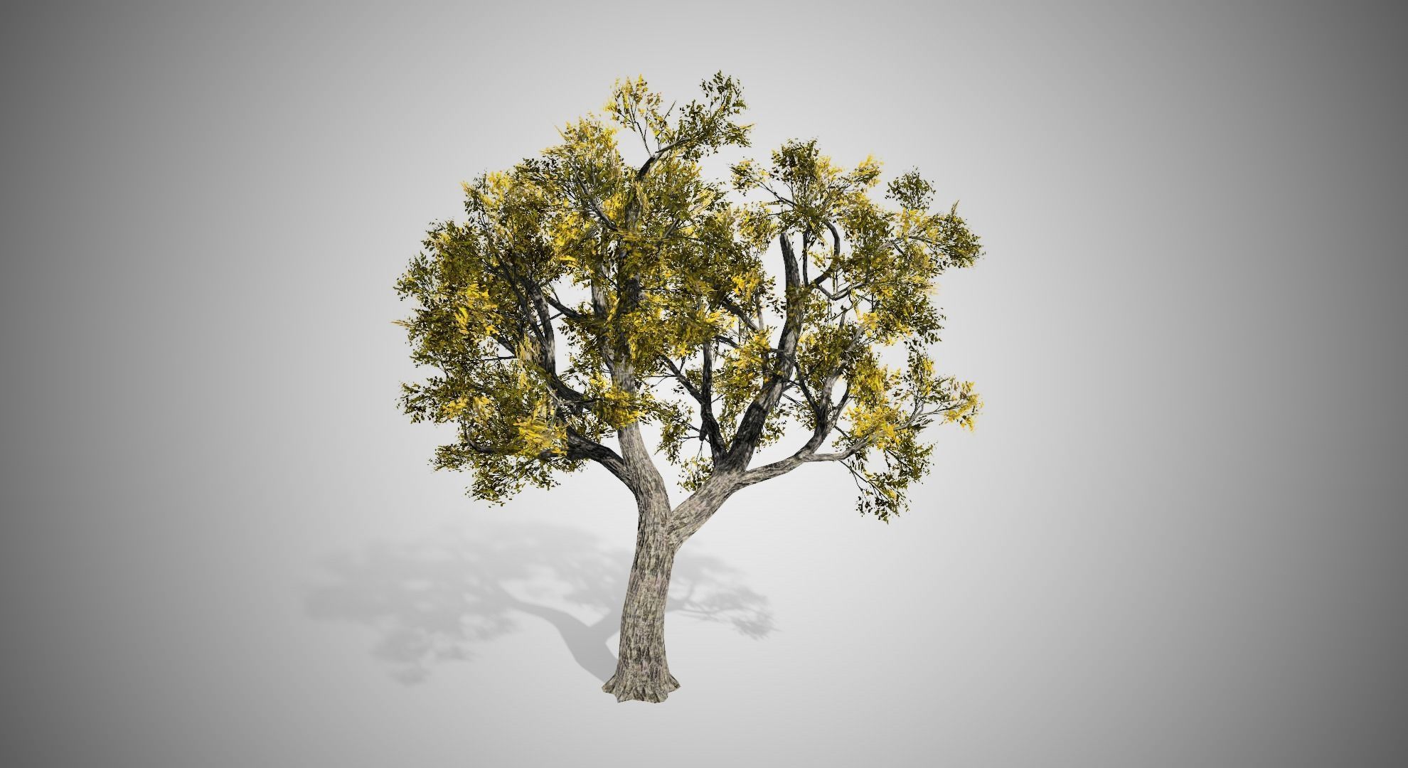 Amur Cork Tree Fall
