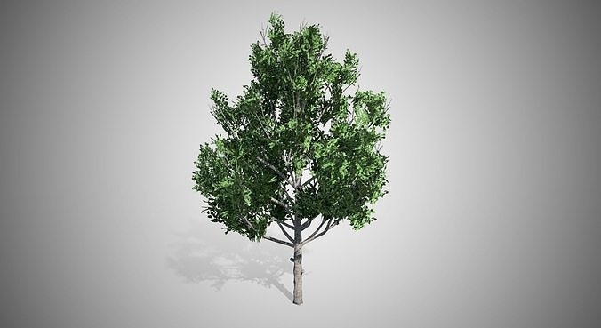 Bradford Pear Tree Low-poly 3D model