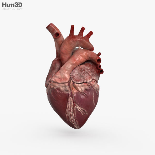 Human Heart