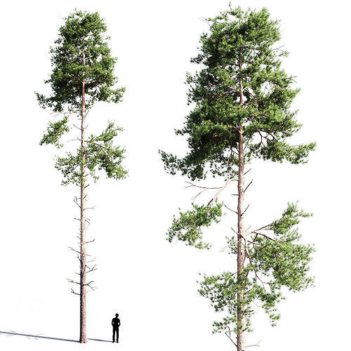 Scots pine 3 3D model