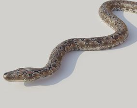 Python snake 3D Models | CGTrader