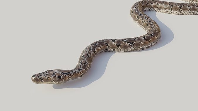 3D model Python snake VR / AR / low-poly rigged | CGTrader