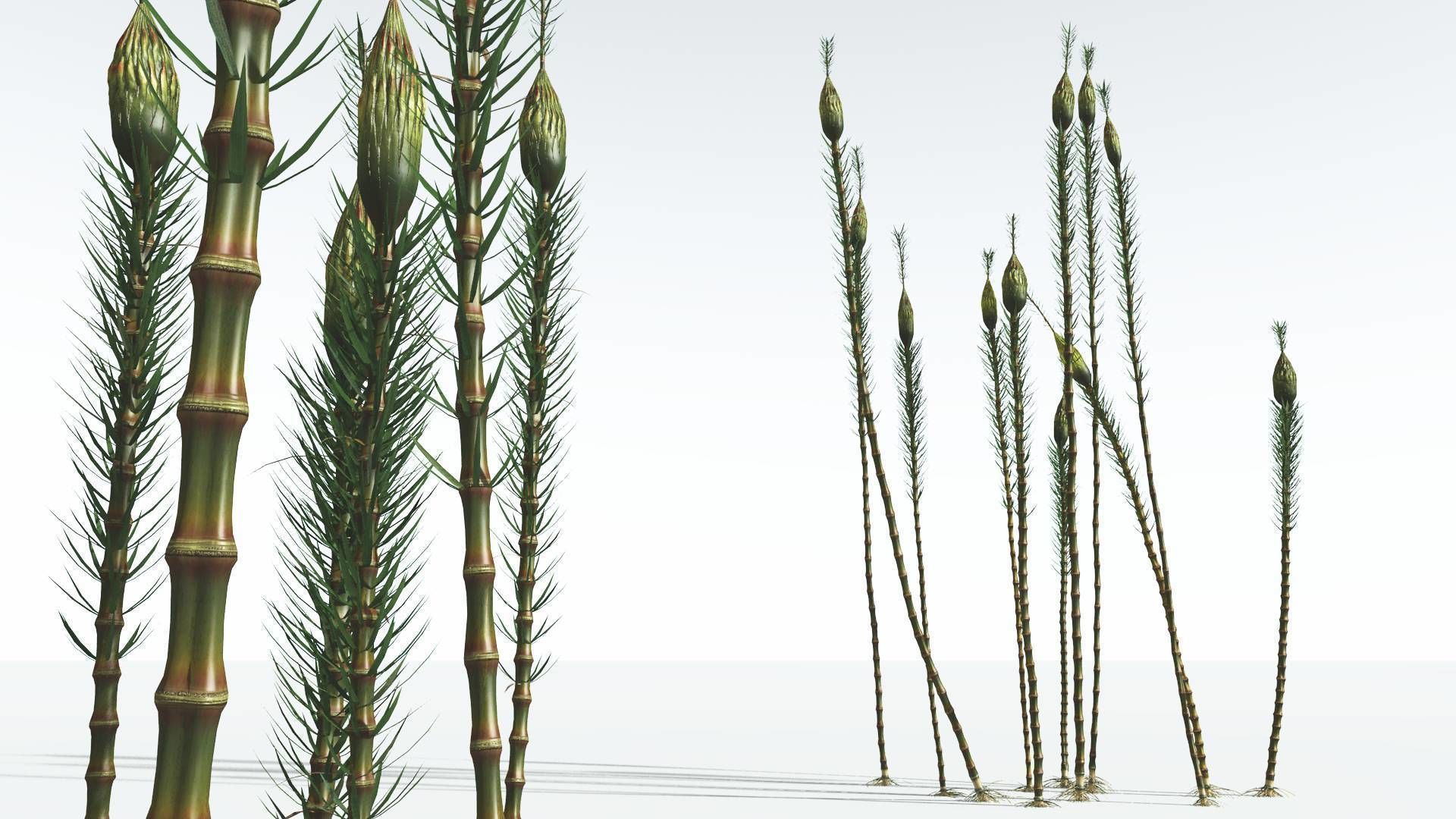EVERYPlant Suckows Horsetail Tree 02 --16 Models--