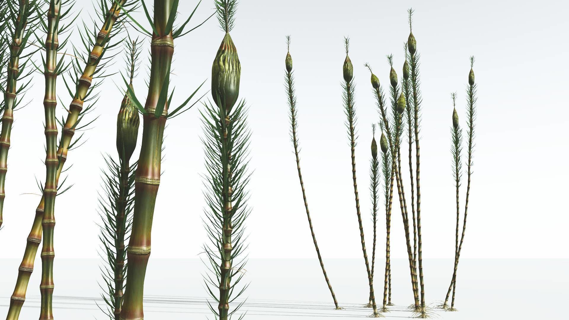 EVERYPlant Suckows Horsetail Tree 05 --16 Models--