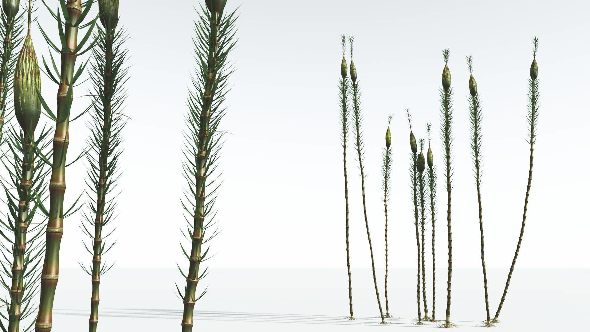 EVERYPlant Suckows Horsetail Tree 08 --16 Models--