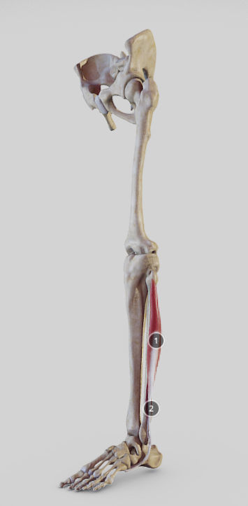 Leg Lateral Muscles