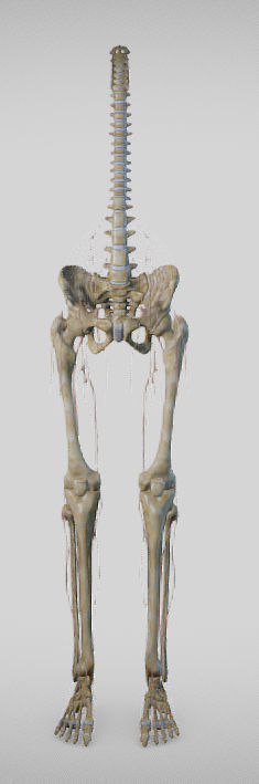 Lower Limb skeleton and nerves