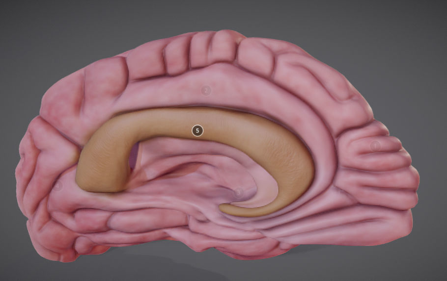 Brain Left Hemisphere 3D model | CGTrader