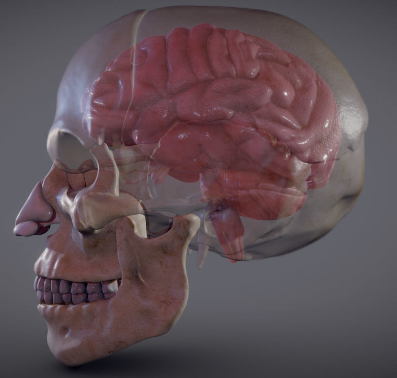 3D model The Brain inside the Skull VR / AR / low-poly FBX GLTF