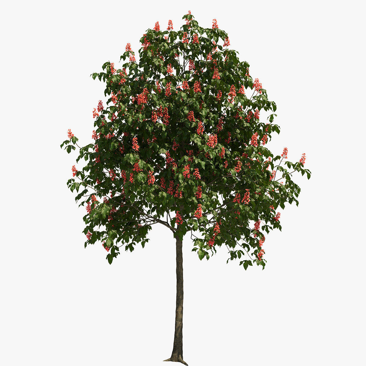 Aesculus x carnea briotii 201SP FL