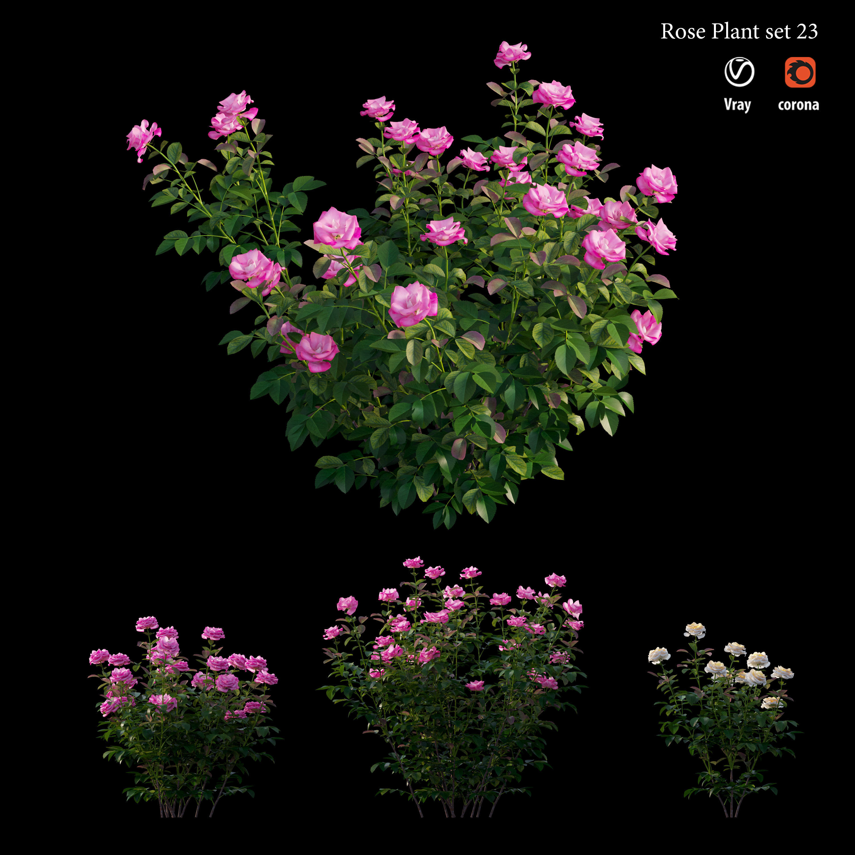 Rose plant set 23