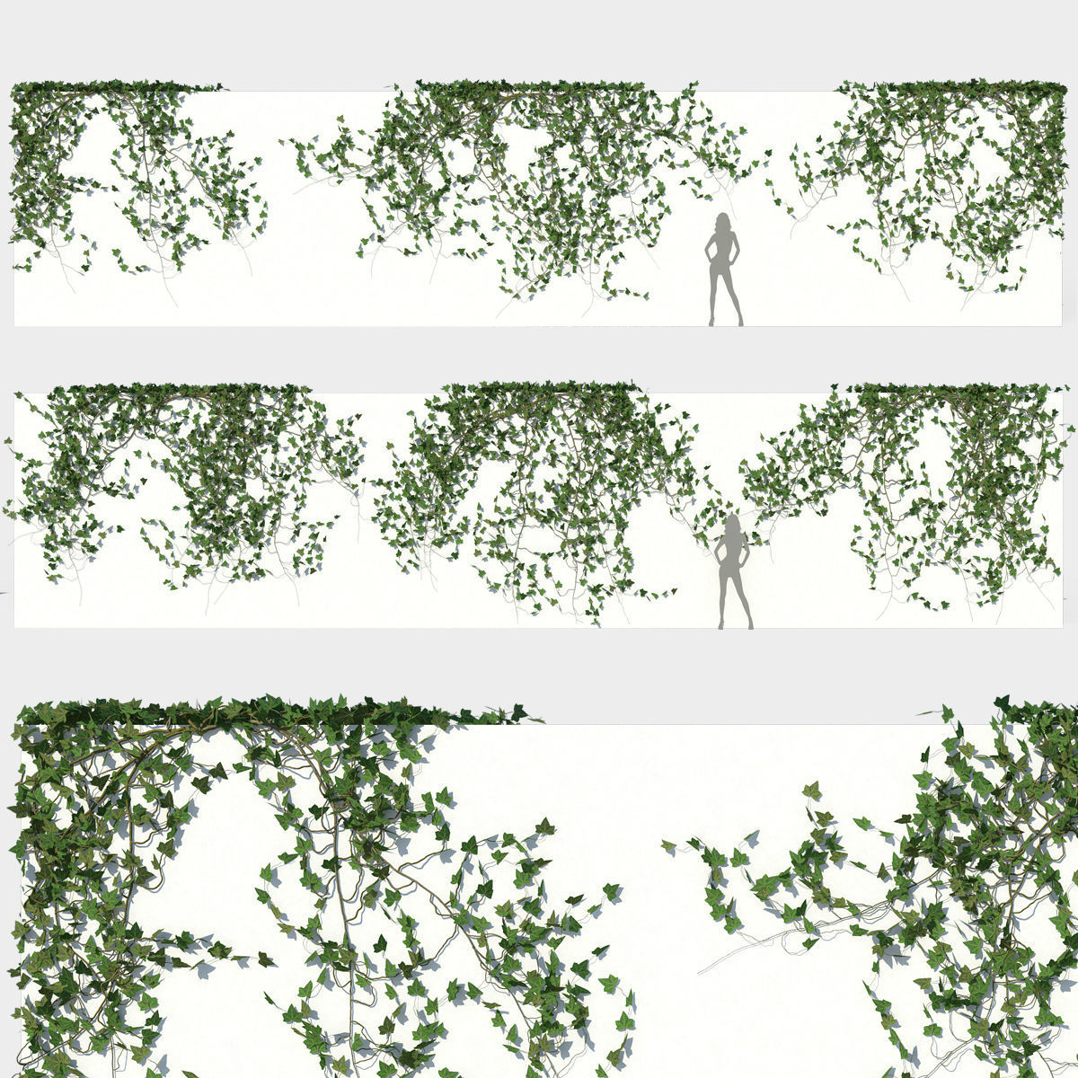 Ivy Wall 03