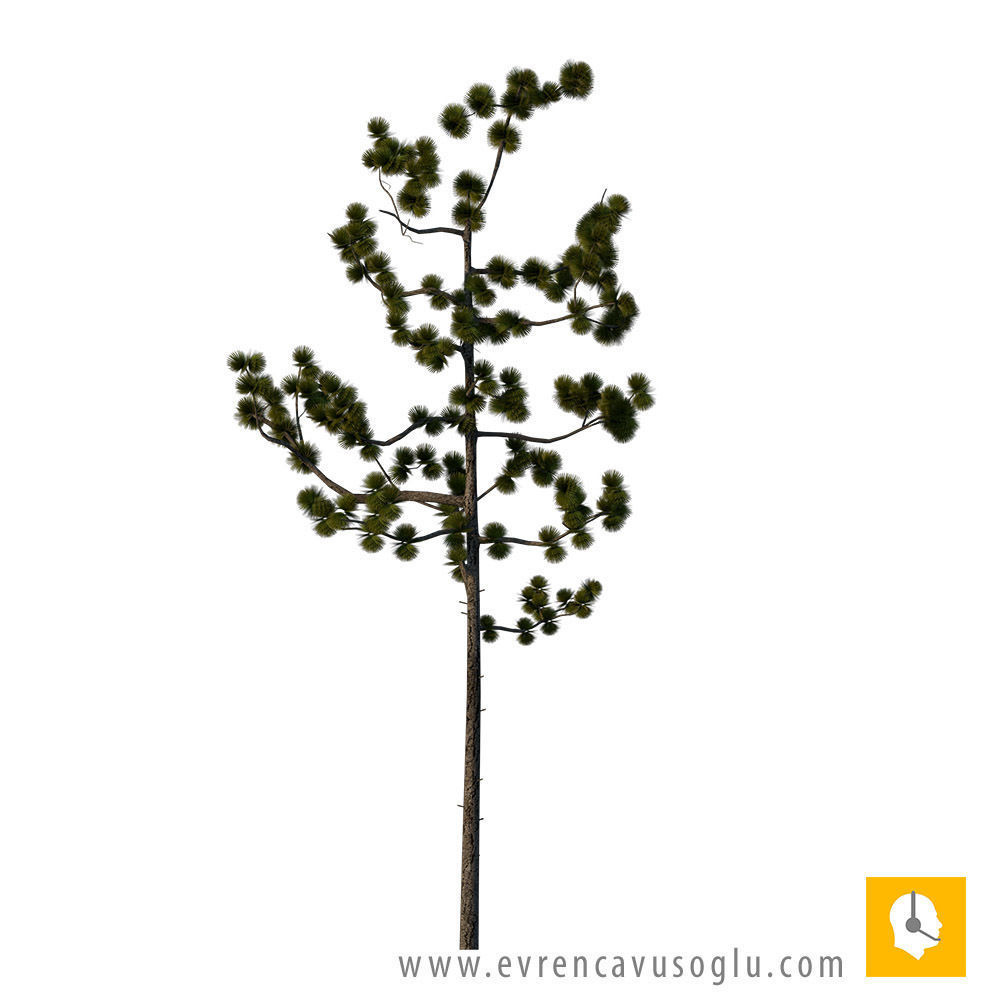 Sketchup Tree 01 free 3D model CGTrader