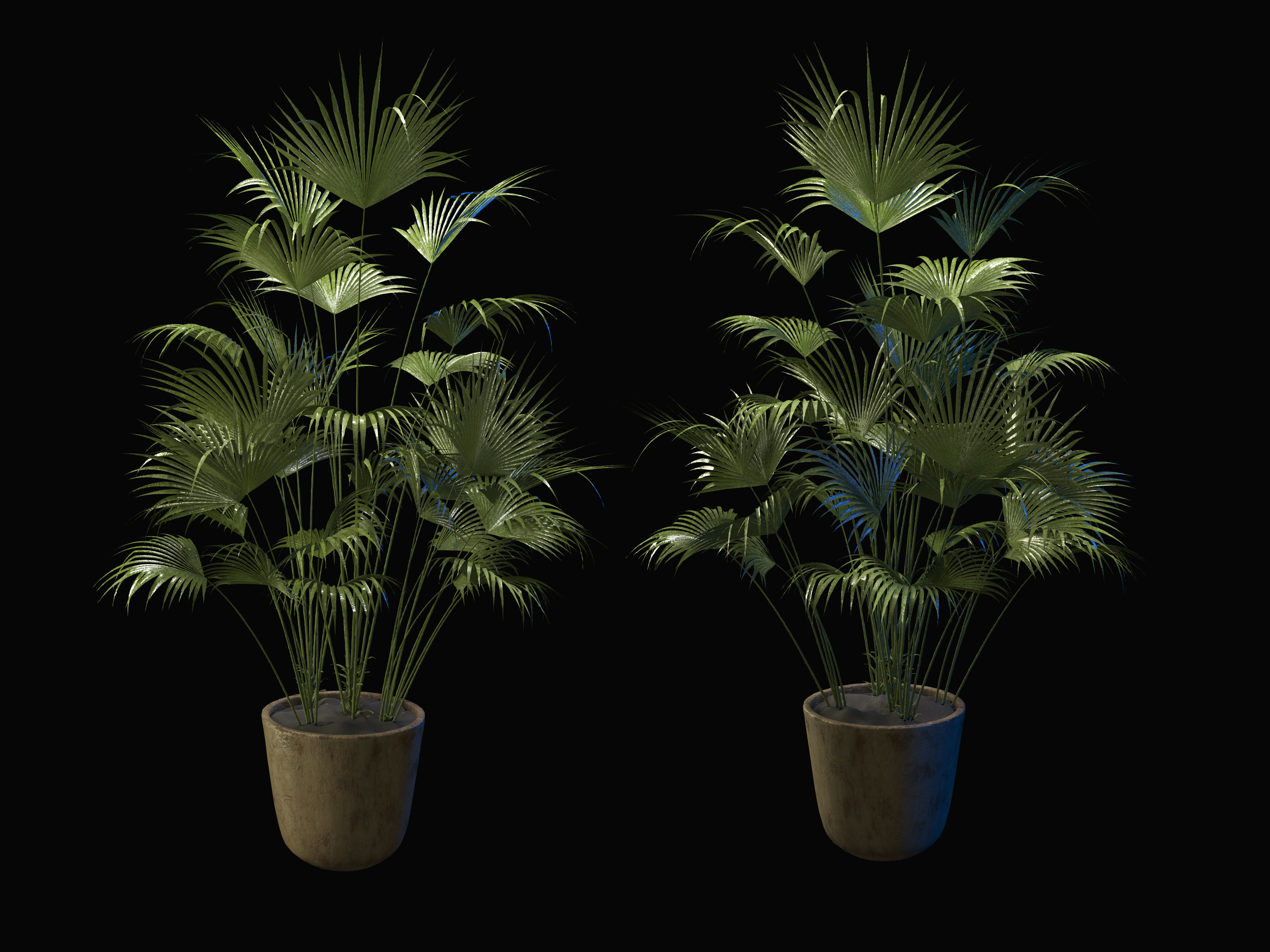 PALMA in a flowerpot
