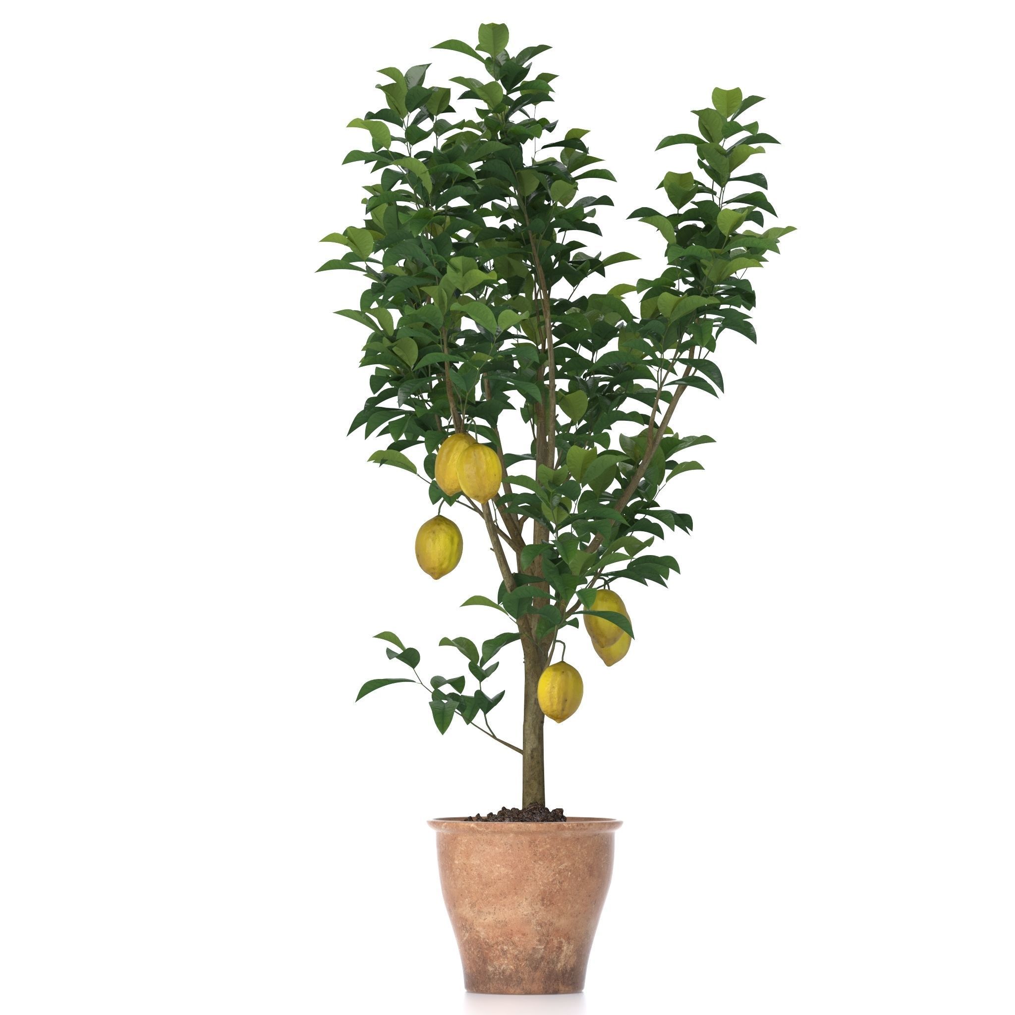 Lemon Tree 3d model