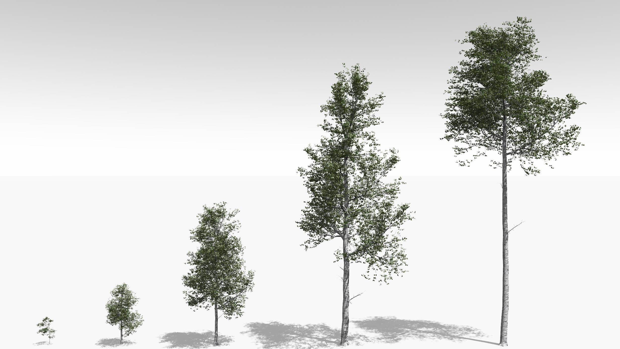 Quaking Aspen Model in Multiple Growth Stages