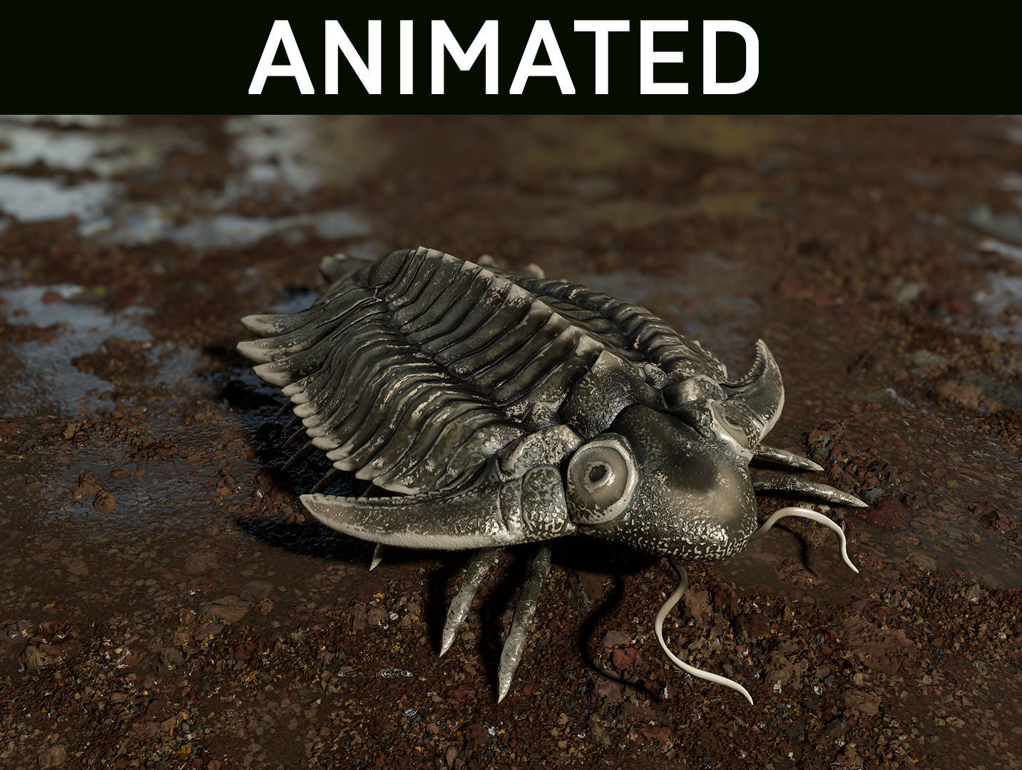 Trilobite 01 - Metopolichas
