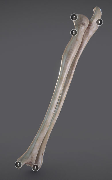 3D model Radius And Ulna VR / AR / low-poly | CGTrader