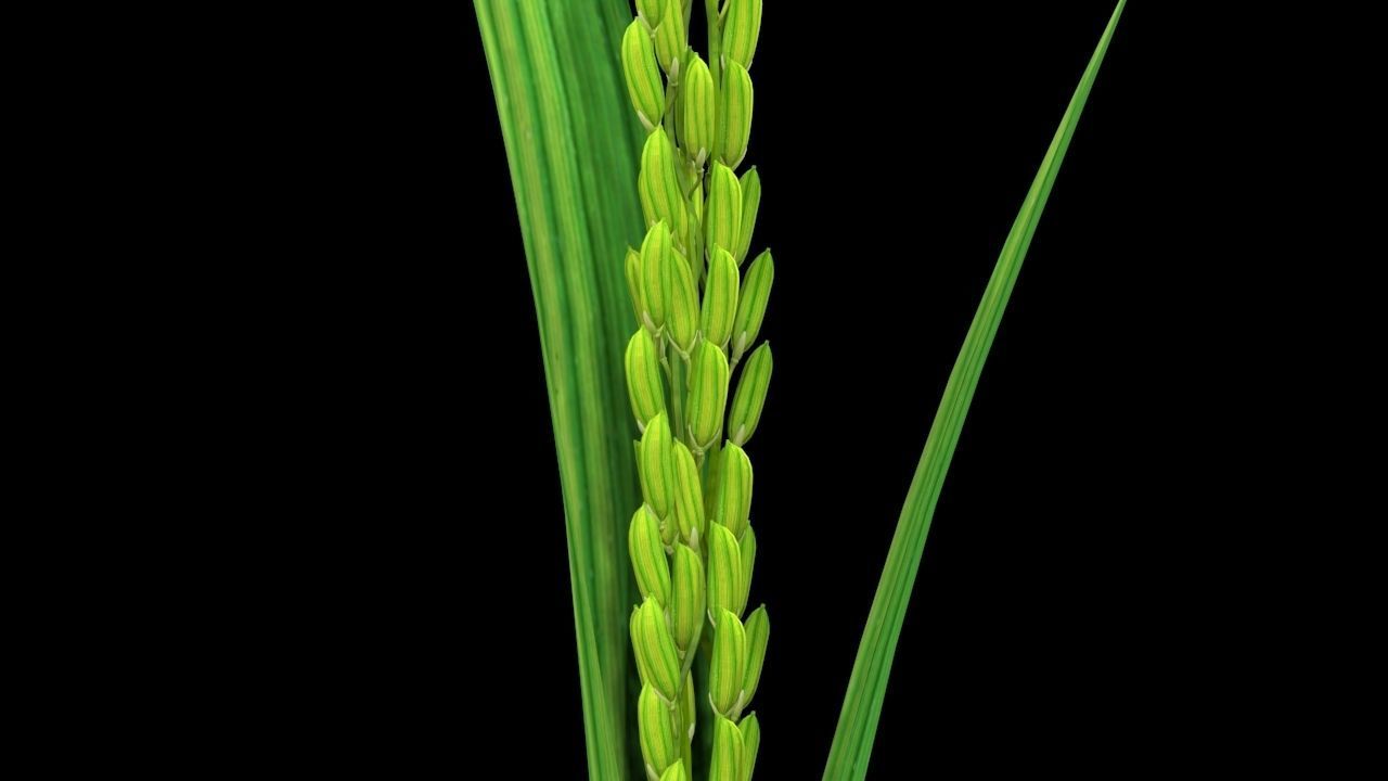 realtime PADDY FLOWER BLOSSOM 3D MODEL | CGTrader