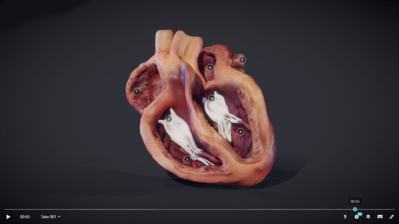 3D model Heart Cross Section Animation VR / AR / low-poly animated ...