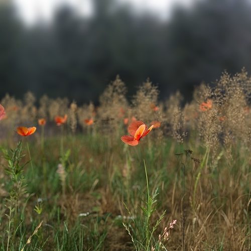 Poppy Pack 3D model | CGTrader