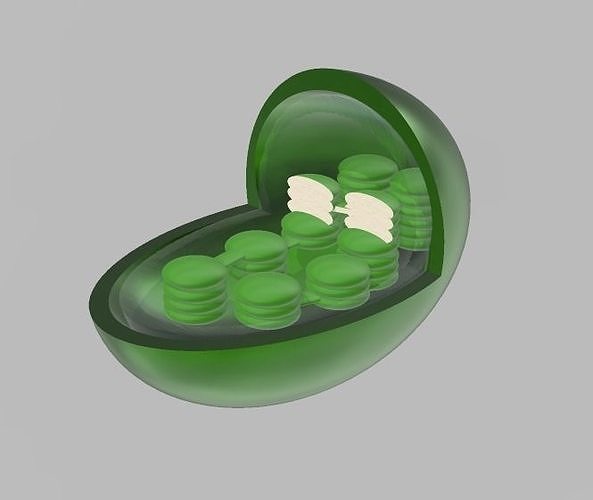 Chloroplast 3d Model Cgtrader