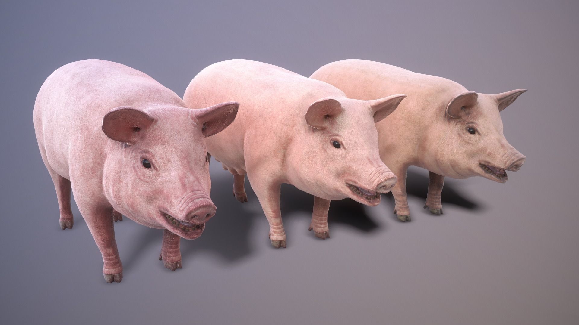 Pig rigged PBR