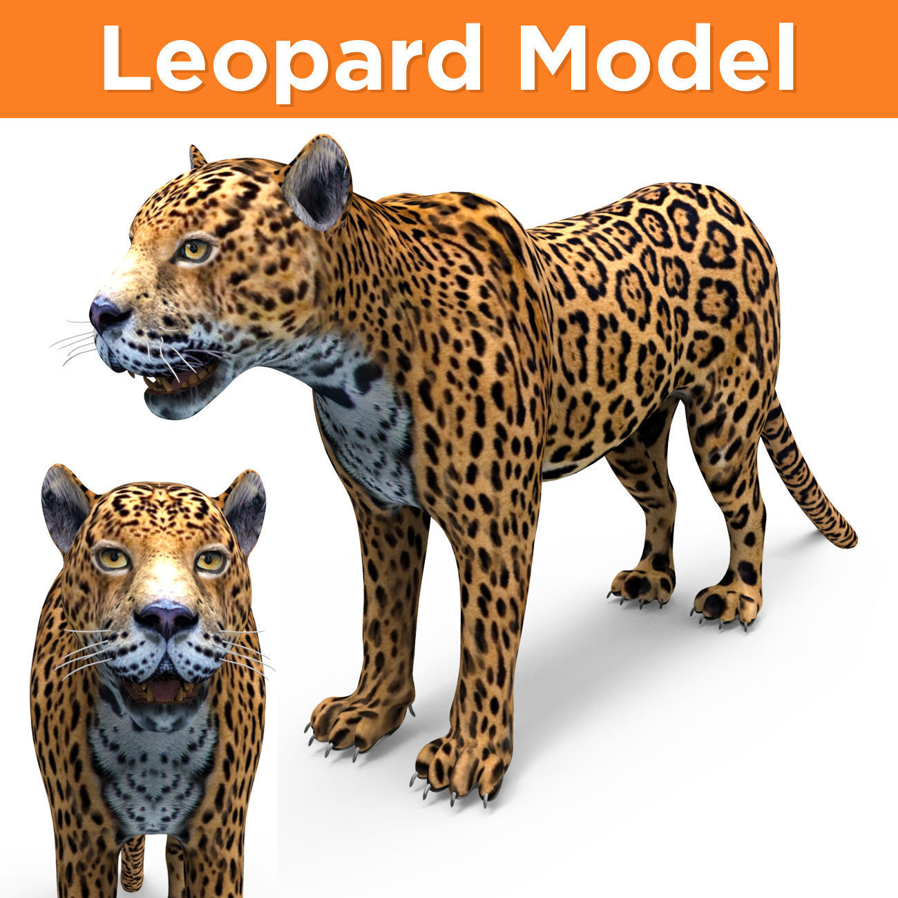 3D Leopard low poly model